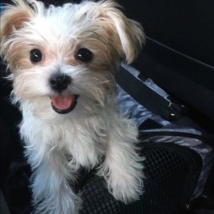 Meet your Posher, Giovanna